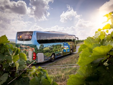 A bus bearing an advertisement for the Burgenland Card, seen from among the vines.